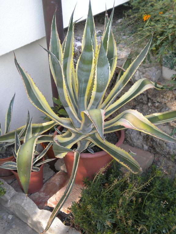 Civico 493 B'N'B Bed & Breakfast Preganziol Dış mekan fotoğraf